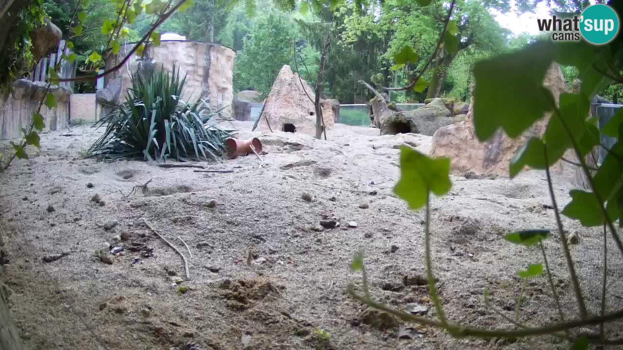 Zoo Ljubljana – Meerkat (Suricata)