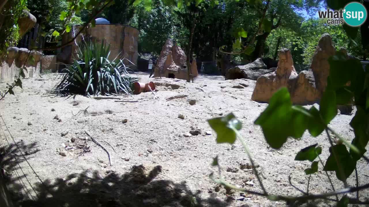 Live cam Zoo Ljubljana – Erdmännchen