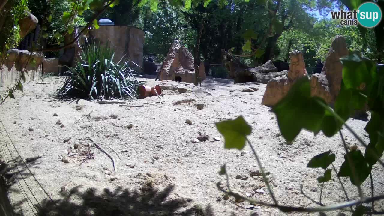 Live cam Zoo Ljubljana – Erdmännchen
