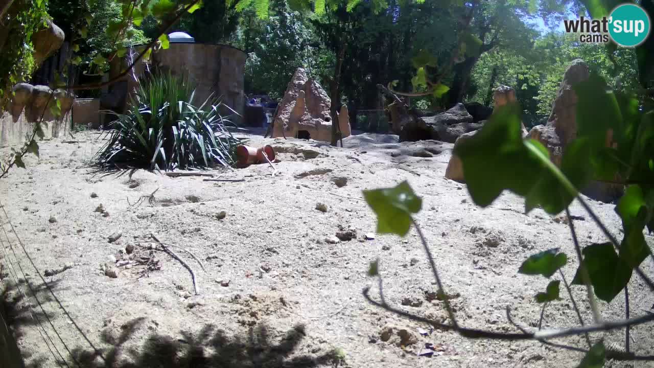 Zoo Ljubljana – Live webcam Meerkat (Suricata)