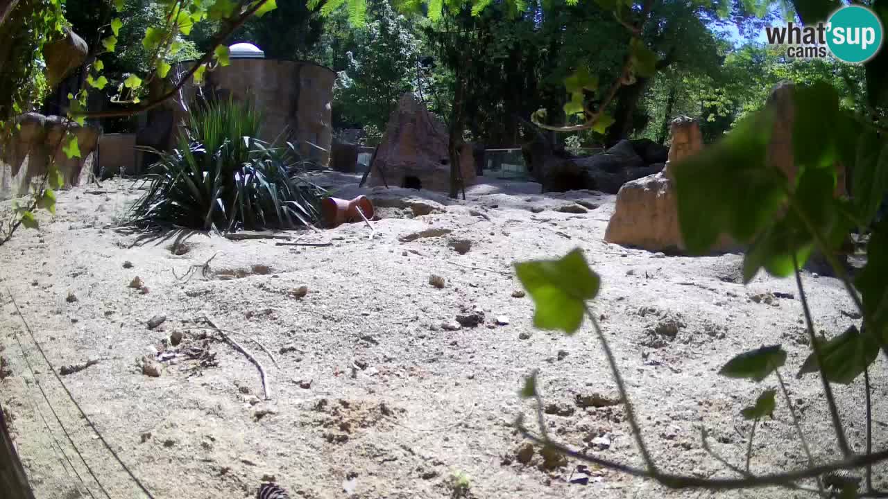 Zoo Ljubljana – Live webcam Meerkat (Suricata)