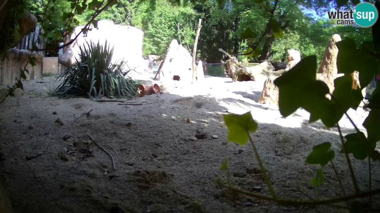 Zoo Ljubljana – Meerkat (Suricata)