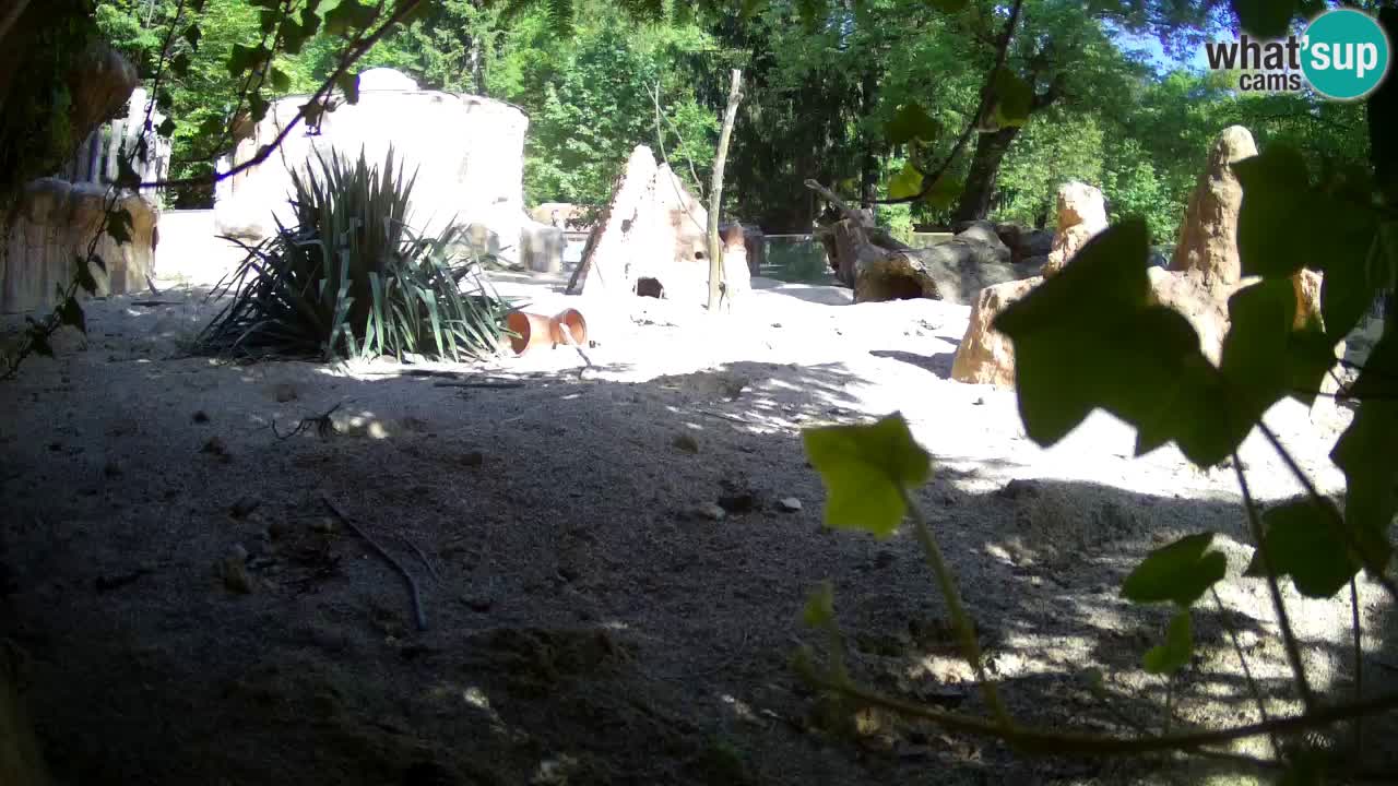 Webcam Zoo Ljubljana – Suricate