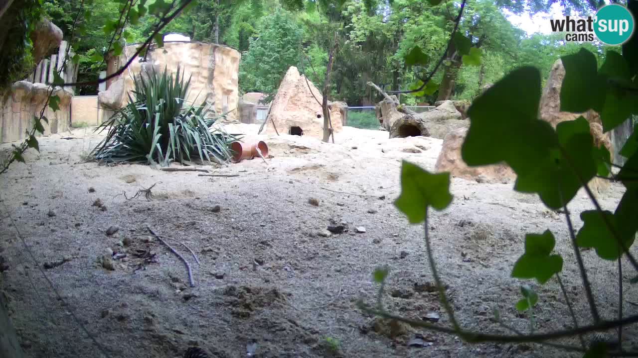 Zoo Ljubljana – Live webcam Meerkat (Suricata)