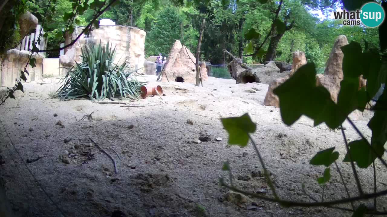 Web kamera Zoo Ljubljana – Merkat