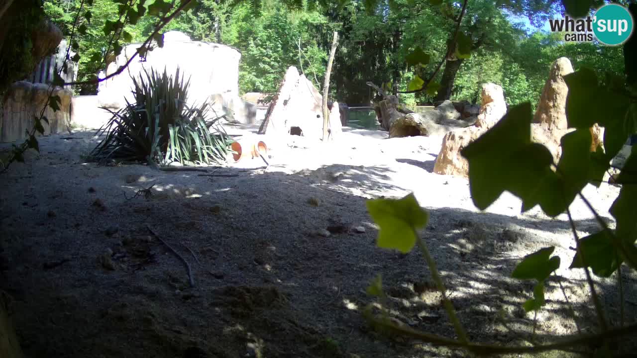 Webcam live Zoo Ljubljana – Suricata