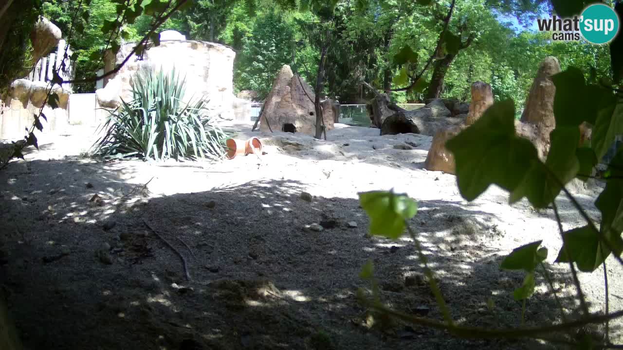 Web kamera Zoo Ljubljana – Merkat
