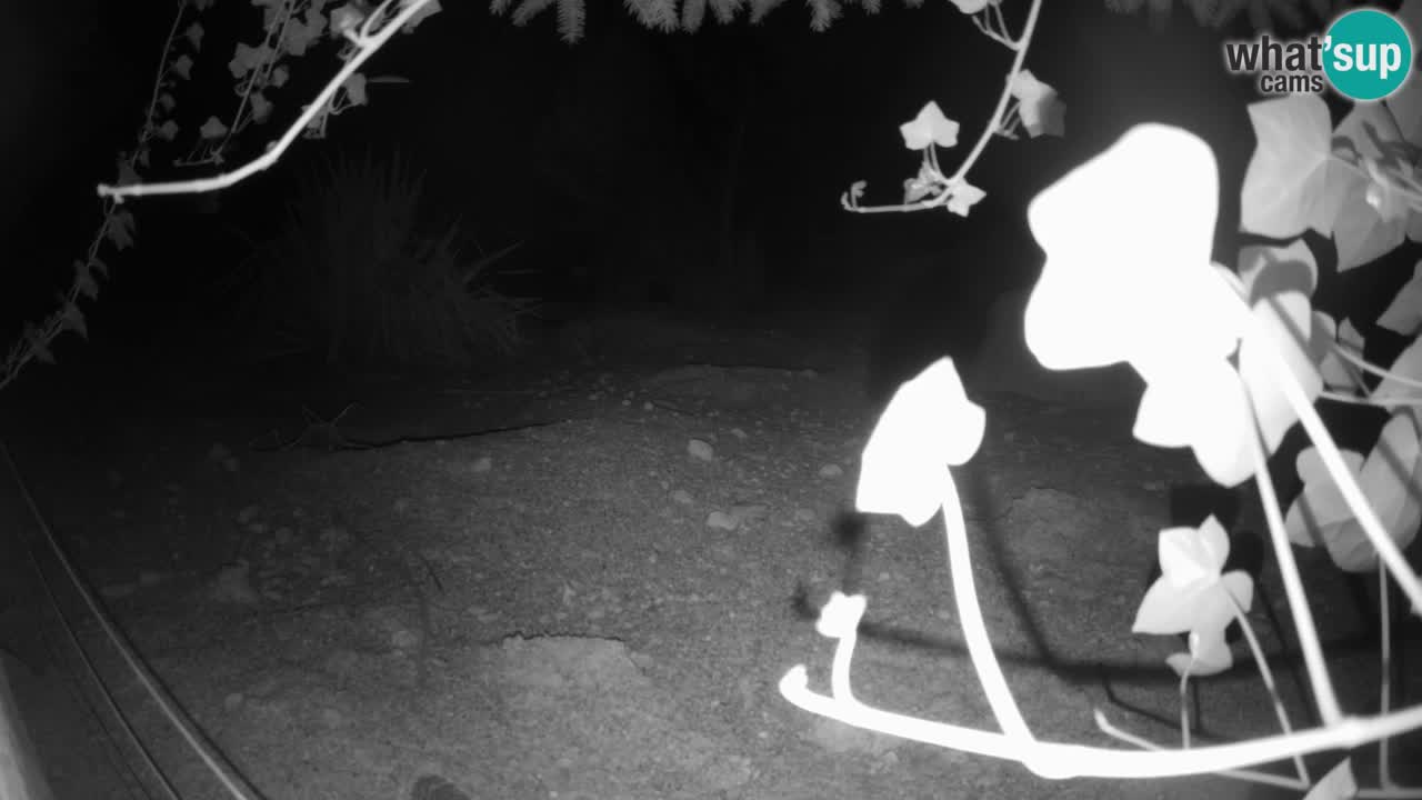 Webcam Zoo Ljubljana – Suricate