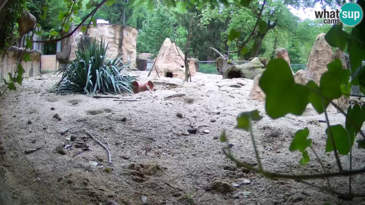 Web kamera Zoo Ljubljana – Merkat