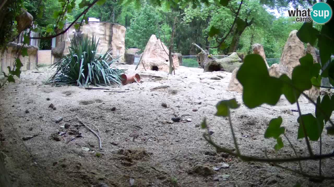 Live cam Zoo Ljubljana – Erdmännchen