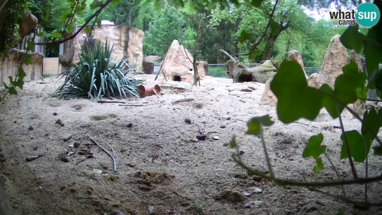 Webcam live Zoo Ljubljana – Suricata
