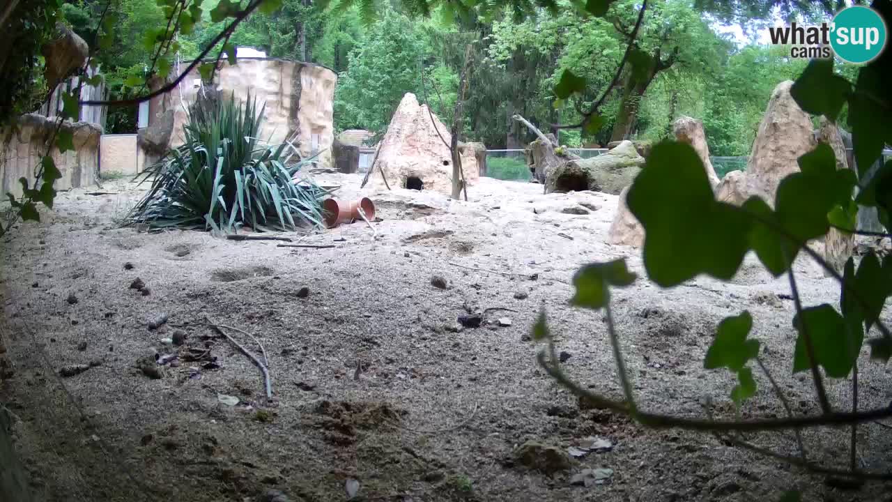 Webcam live Zoo Ljubljana – Suricata