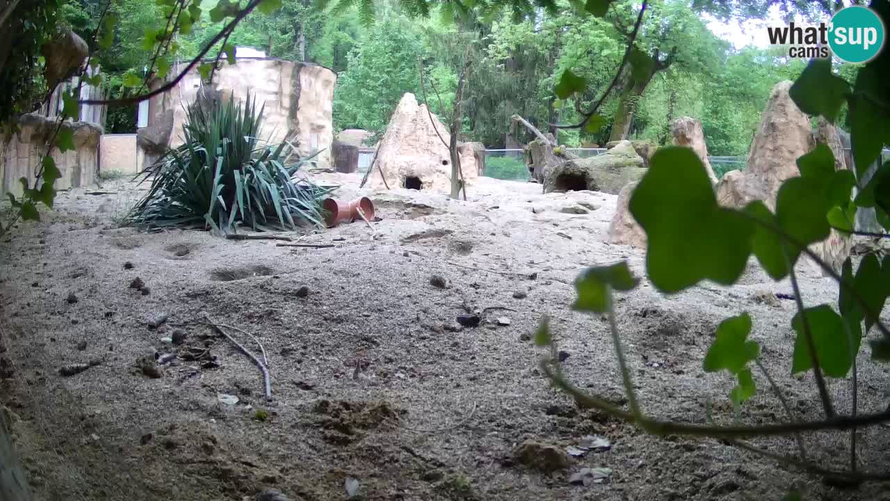 Webcam Zoo Ljubljana – Suricate