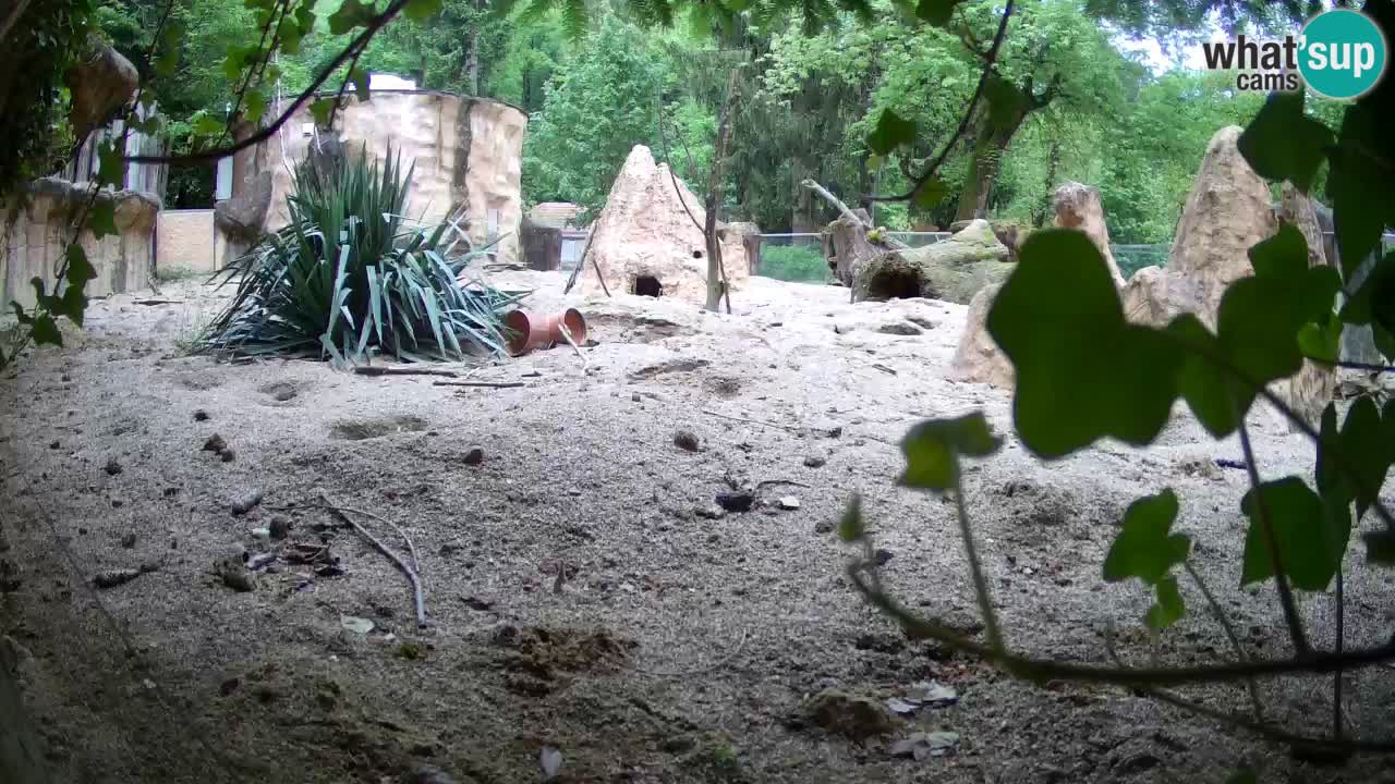 Live cam Zoo Ljubljana – Erdmännchen