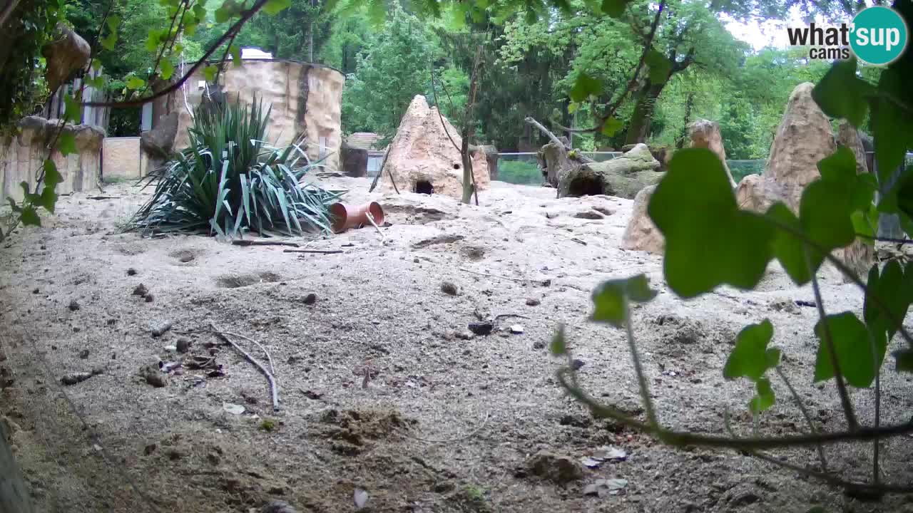 Zoo Ljubljana – Live webcam Meerkat (Suricata)