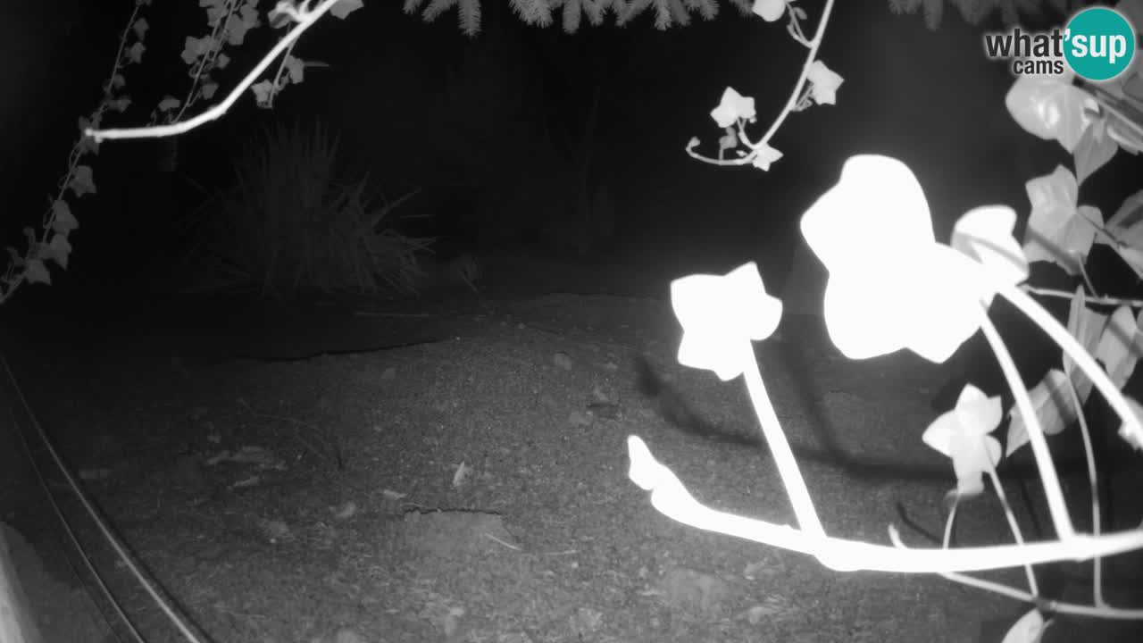 Webcam Zoo Ljubljana – Suricate