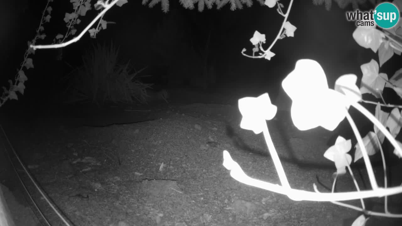 Zoo Ljubljana – Live webcam Meerkat (Suricata)