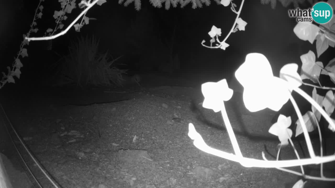 Zoo Ljubljana – Live webcam Meerkat (Suricata)