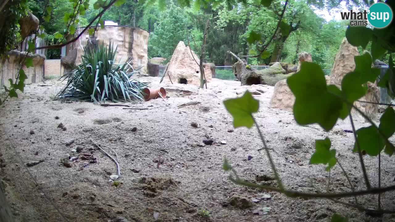 Webcam Zoo Ljubljana – Suricate