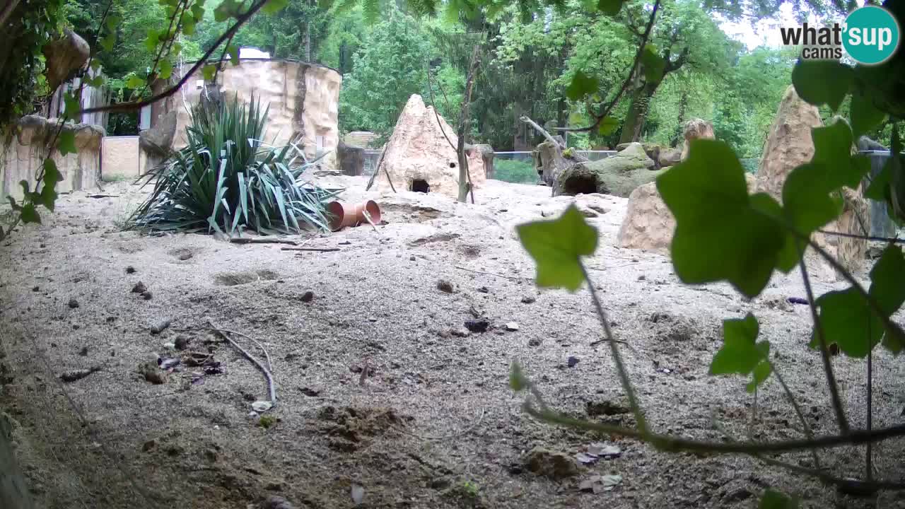 Web kamera Zoo Ljubljana – Merkat