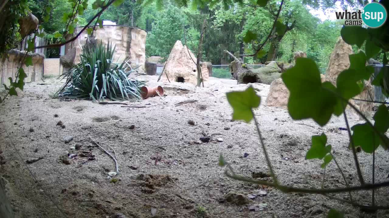 Zoo Ljubljana – Live webcam Meerkat (Suricata)