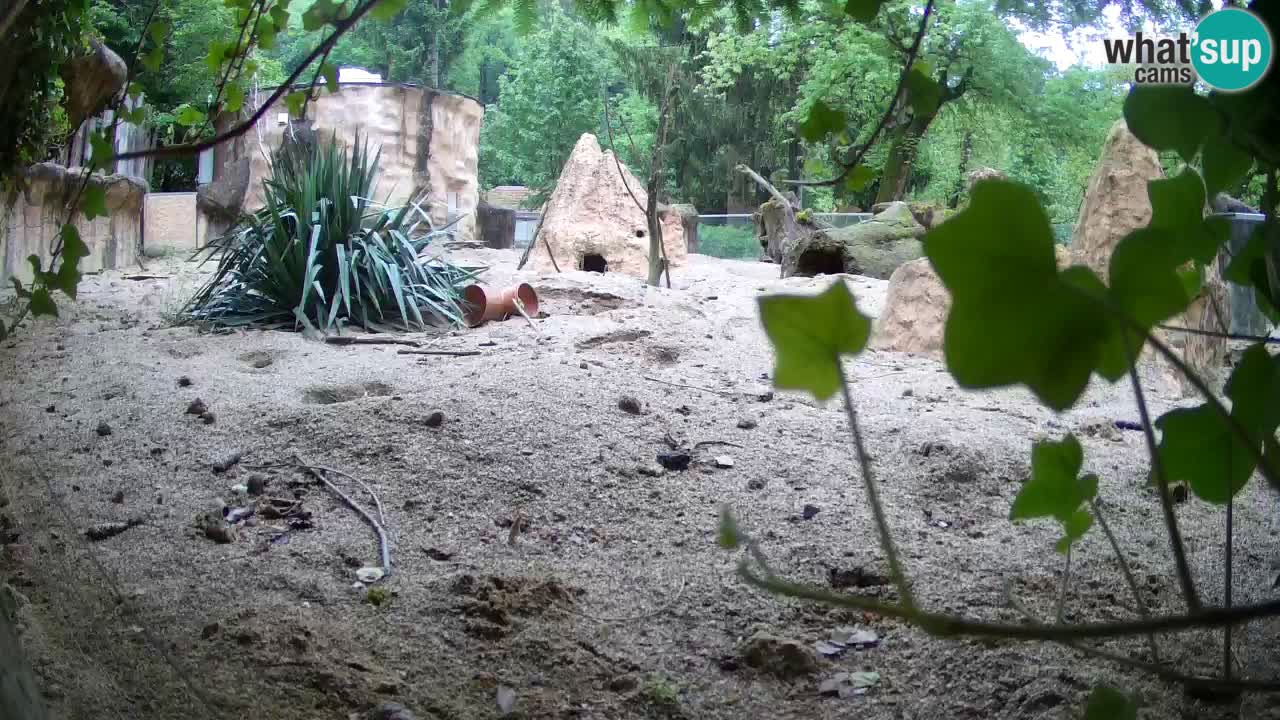 Web kamera Zoo Ljubljana – Merkat