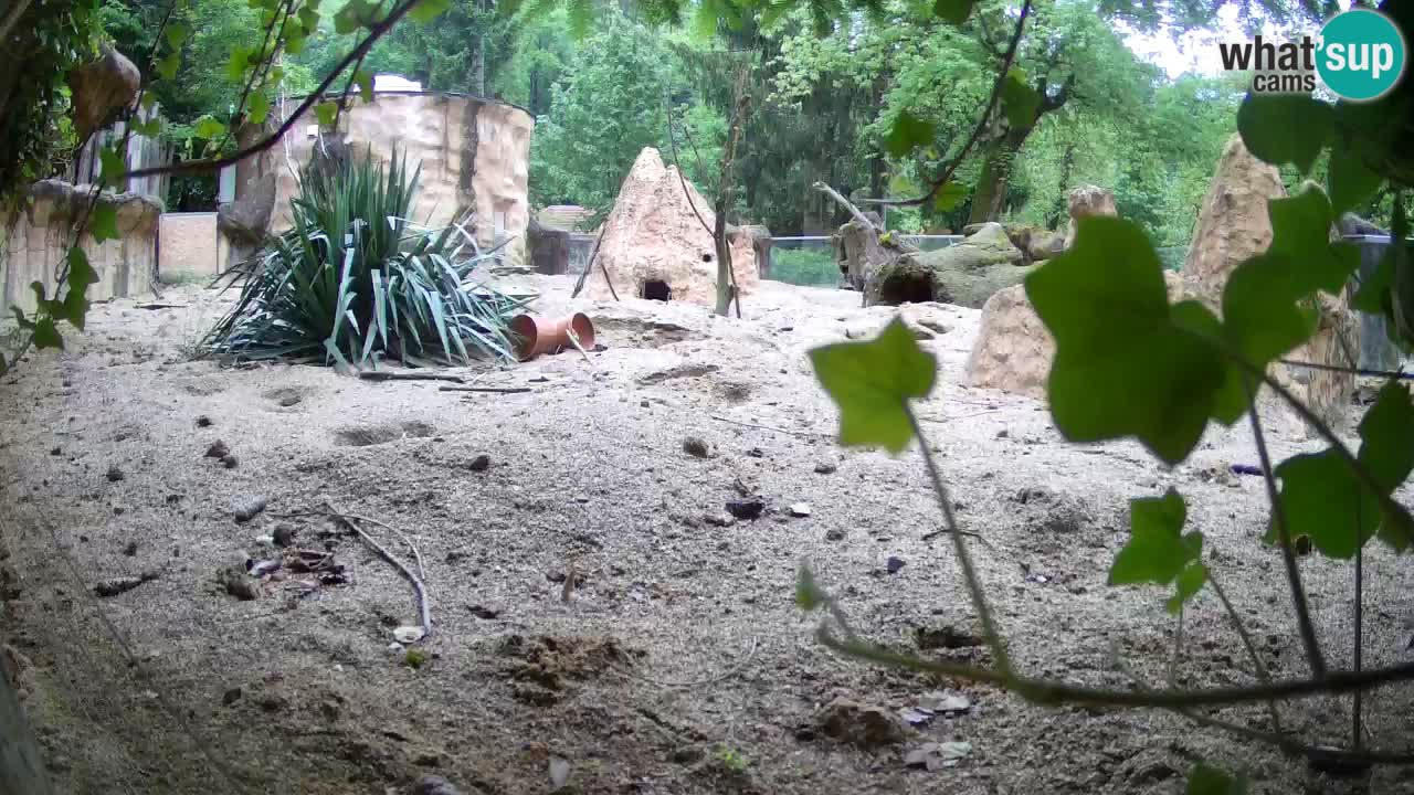 Web kamera Zoo Ljubljana – Merkat
