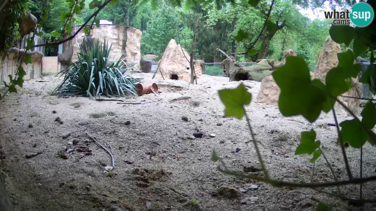 Live cam Zoo Ljubljana – Erdmännchen