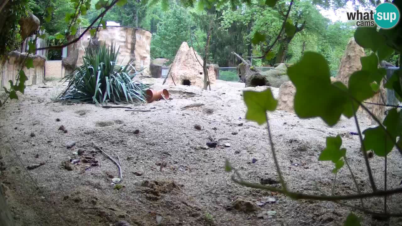 Zoo Ljubljana – Live webcam Meerkat (Suricata)