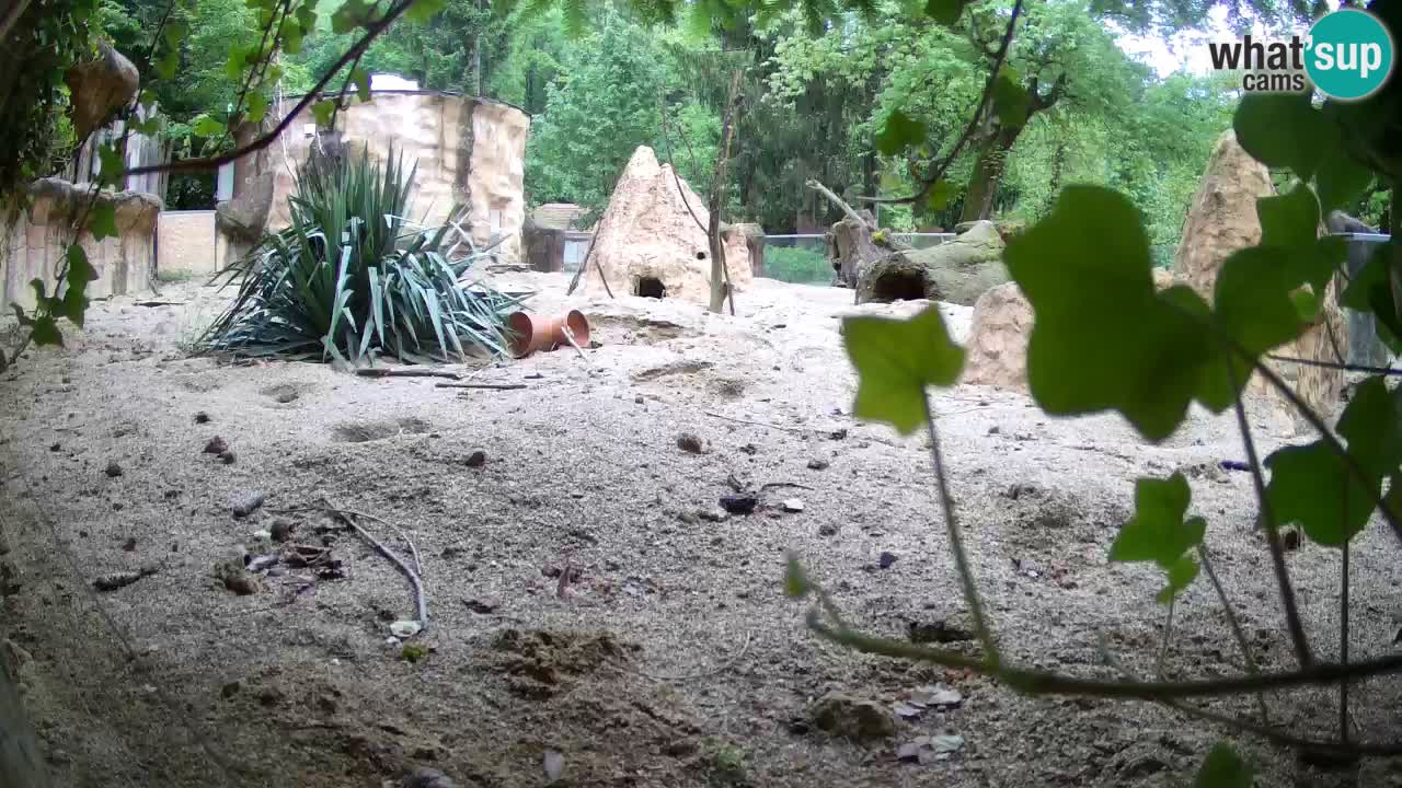 Zoo Ljubljana – Live webcam Meerkat (Suricata)