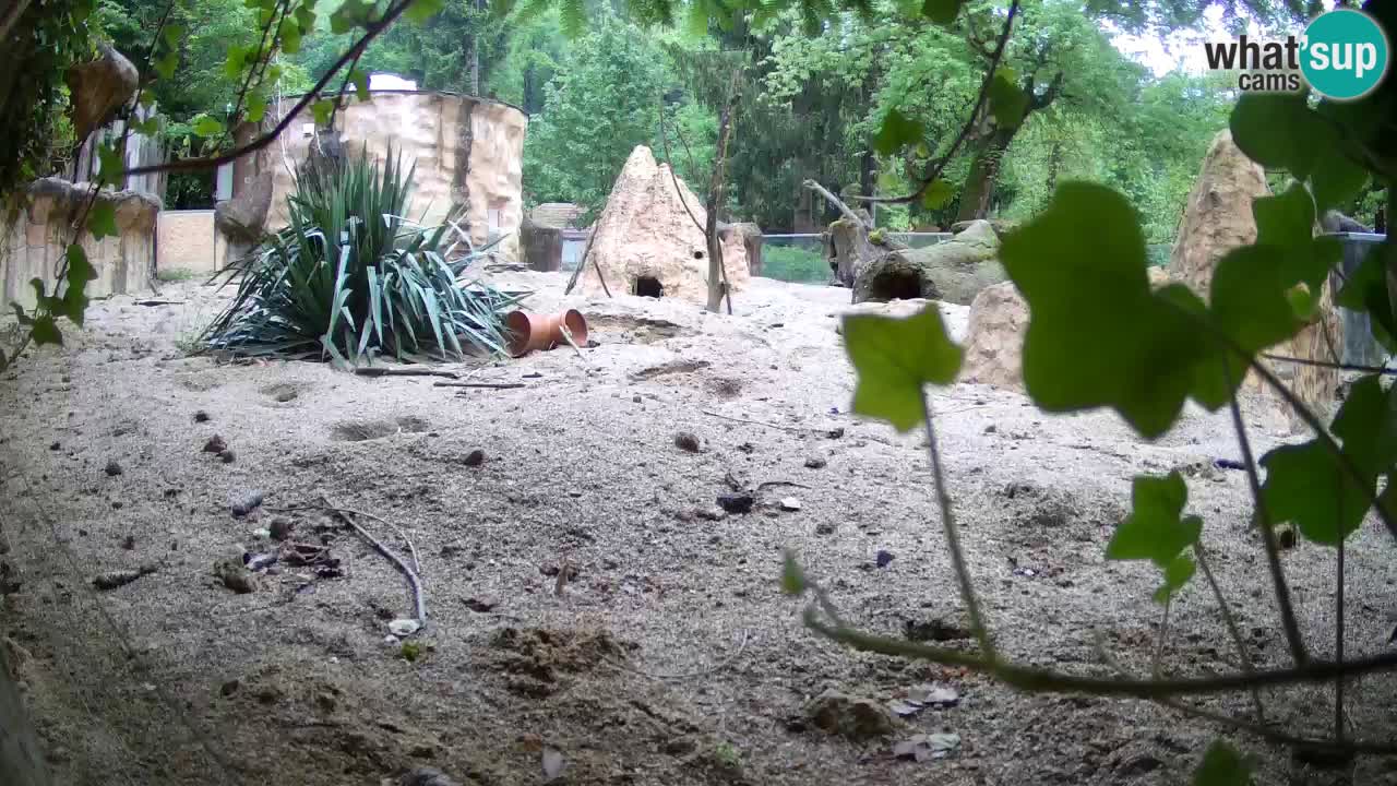 Live cam Zoo Ljubljana – Erdmännchen