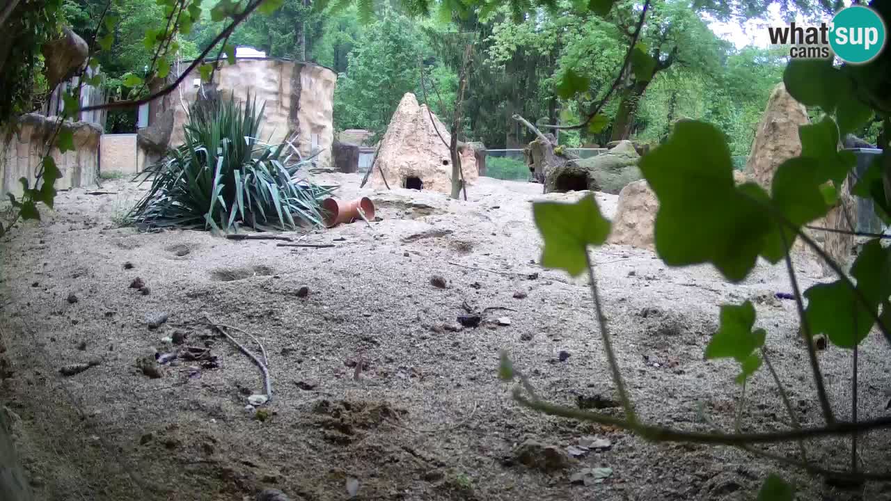 Live cam Zoo Ljubljana – Erdmännchen