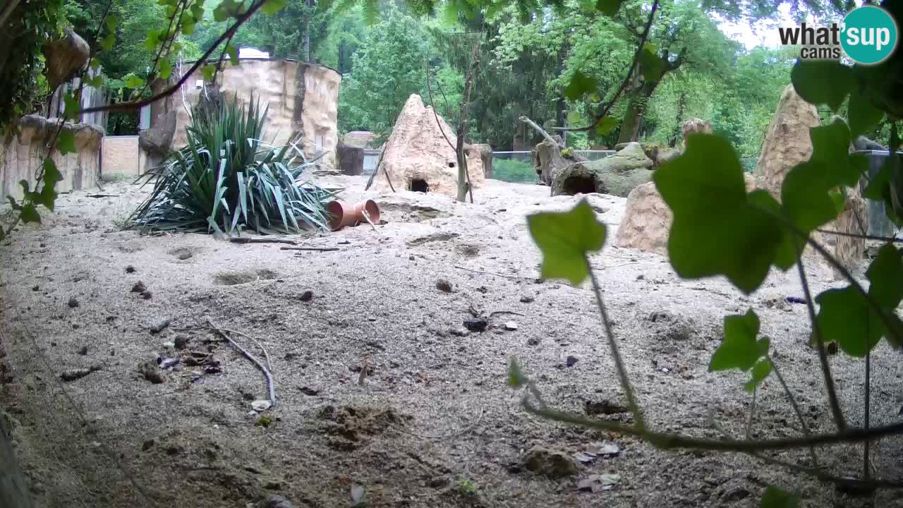 Zoo Ljubljana – Live webcam Meerkat (Suricata)
