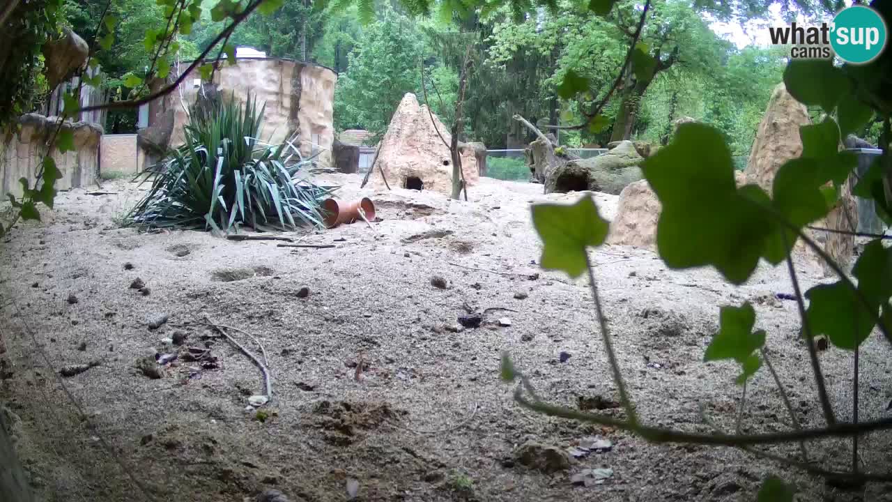 Webcam Zoo Ljubljana – Suricate