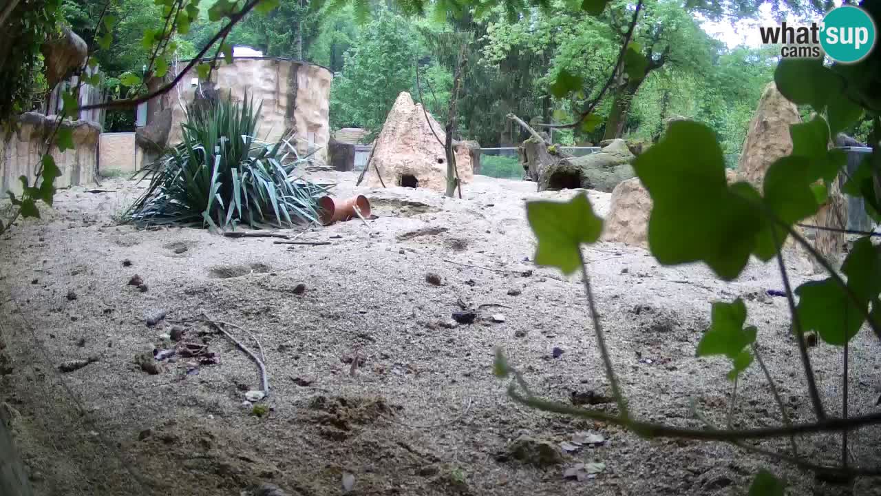 Zoo Ljubljana – Live webcam Meerkat (Suricata)