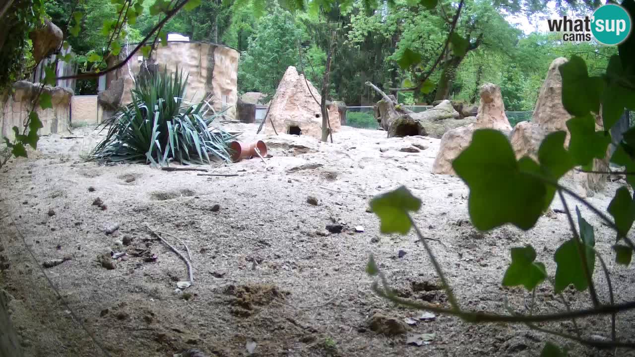 Live cam Zoo Ljubljana – Erdmännchen