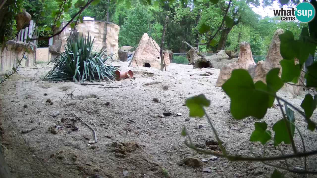 Zoo Ljubljana – Meerkat (Suricata)