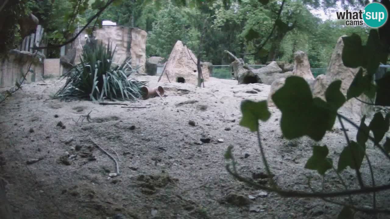 Live cam Zoo Ljubljana – Erdmännchen