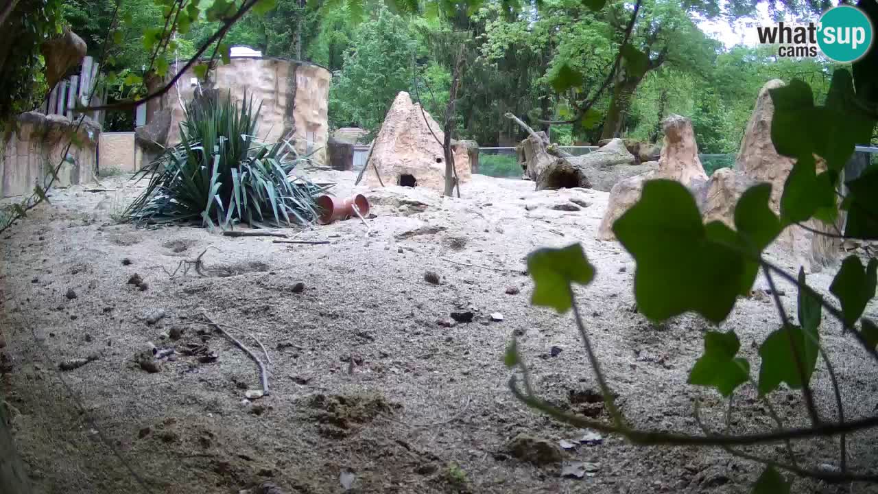Zoo Ljubljana – Live webcam Meerkat (Suricata)