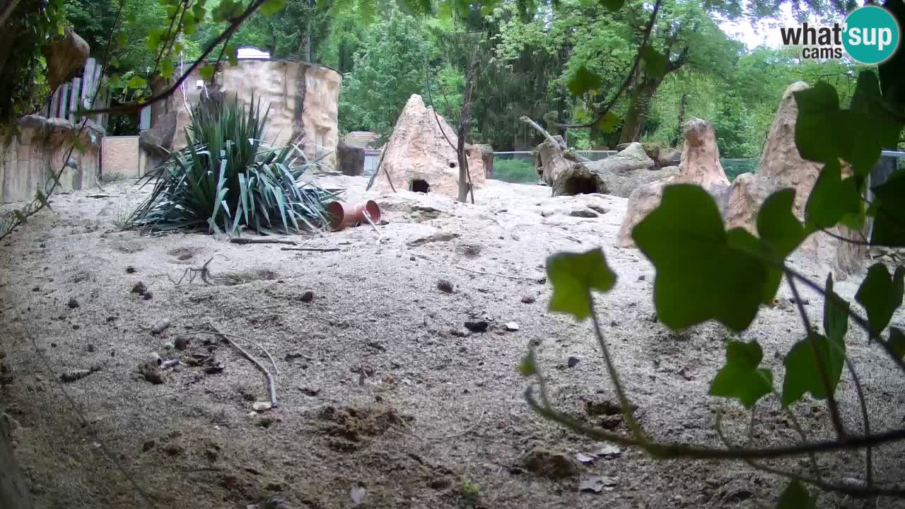 Zoo Ljubljana – Live webcam Meerkat (Suricata)