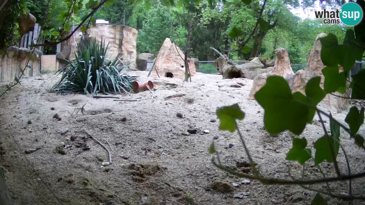 Webcam live Zoo Ljubljana – Suricata
