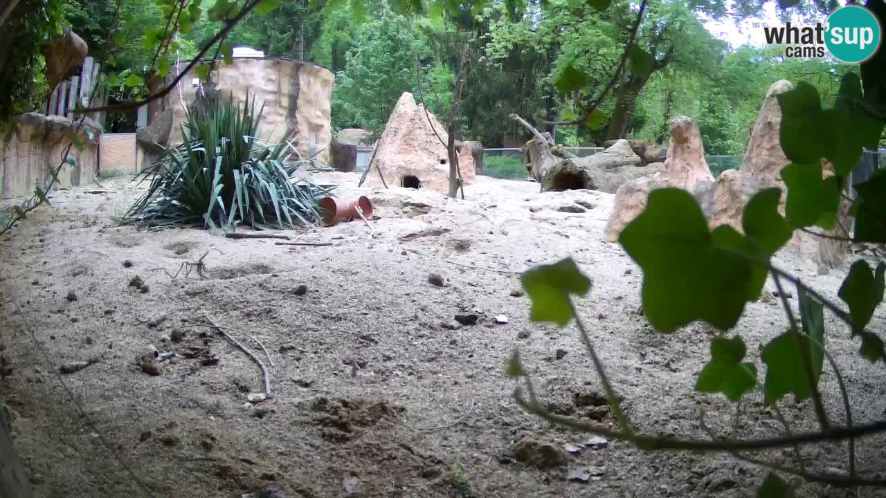 Live cam Zoo Ljubljana – Erdmännchen