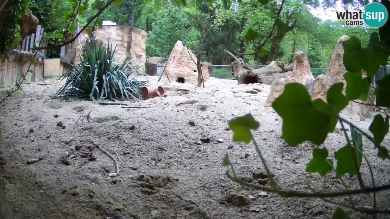 Webcam Zoo Ljubljana – Suricate
