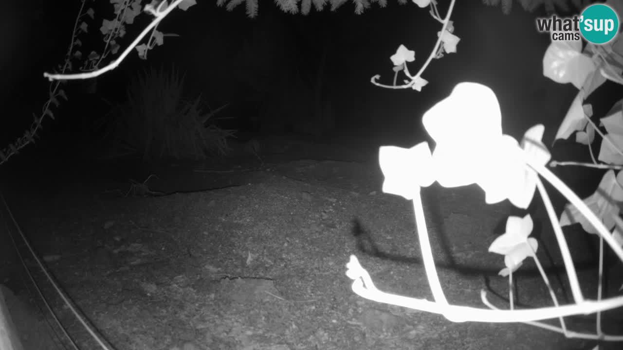 Zoo Ljubljana – Live webcam Meerkat (Suricata)