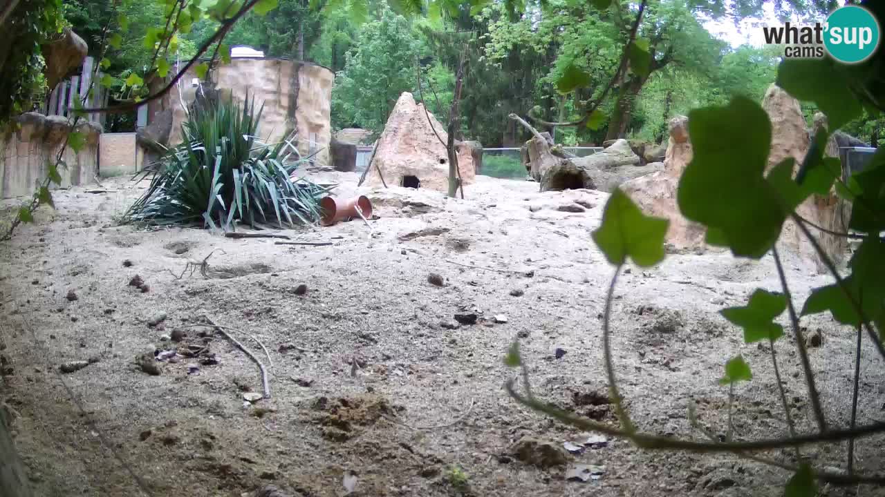 Live cam Zoo Ljubljana – Erdmännchen