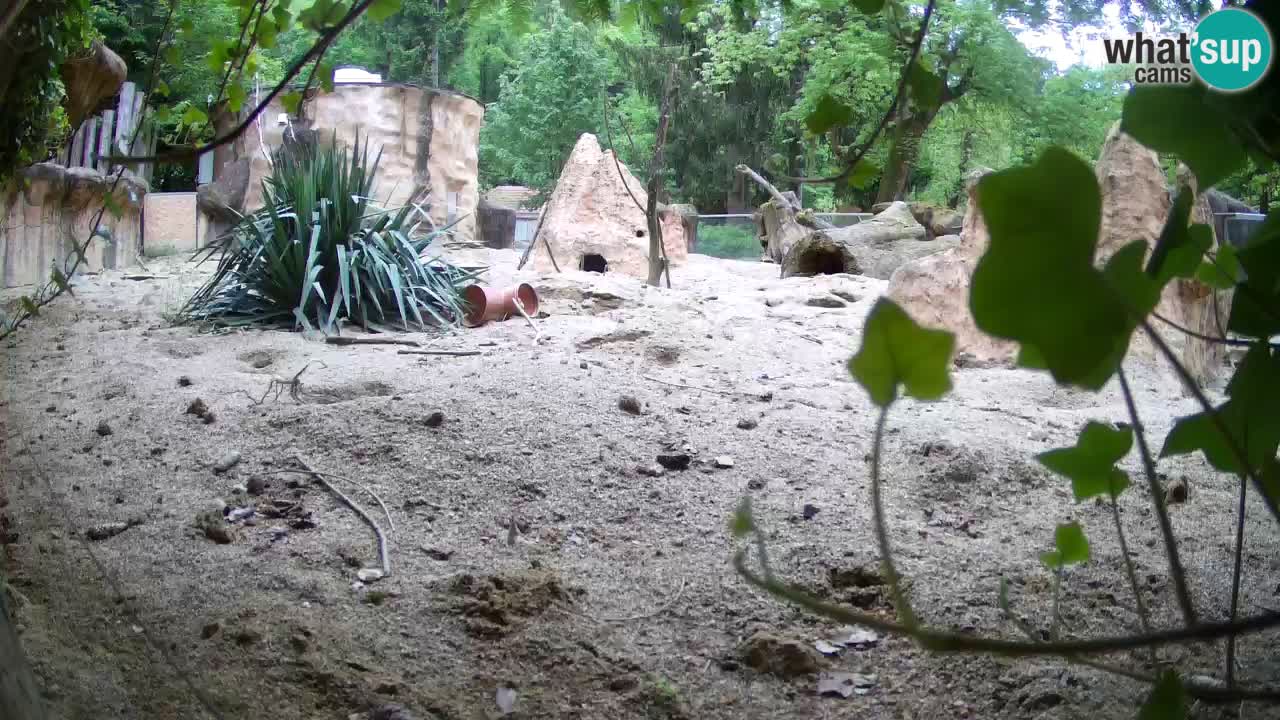 Webcam live Zoo Ljubljana – Suricata