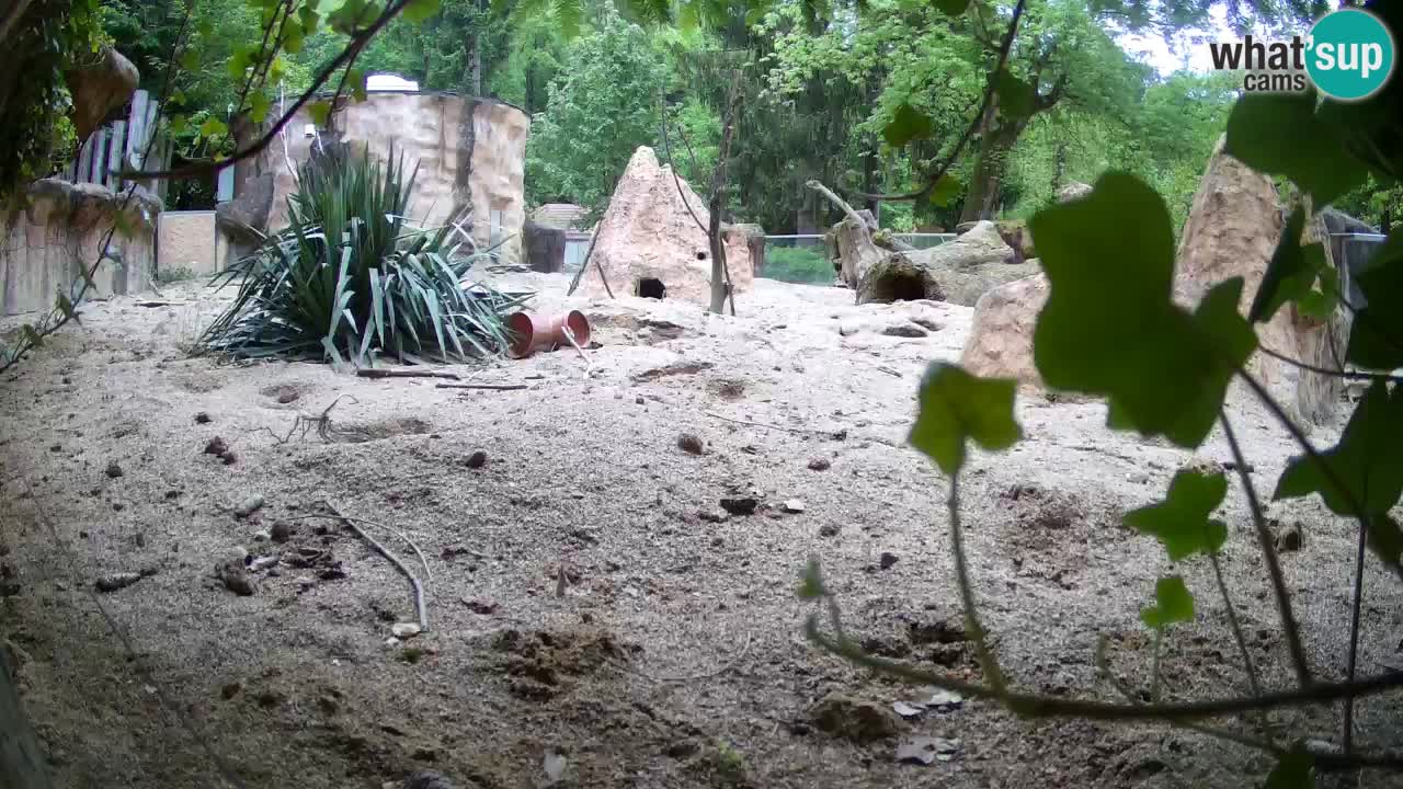 Zoo Ljubljana – Live webcam Meerkat (Suricata)