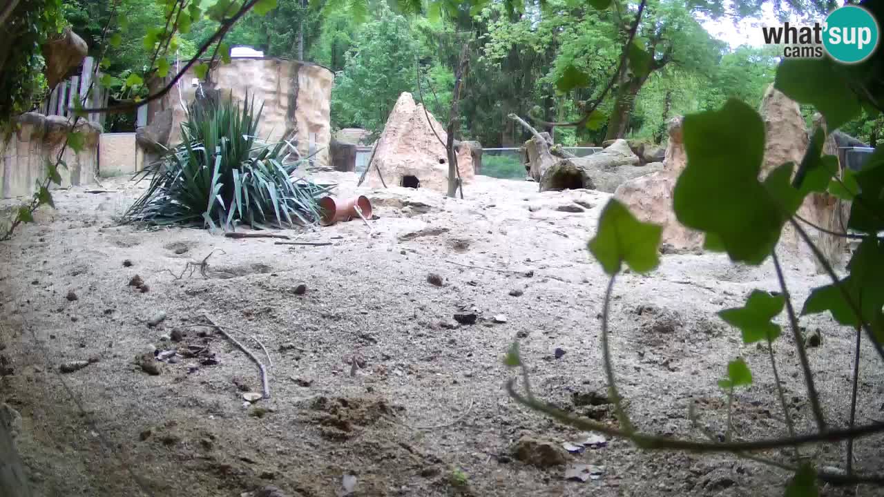 Zoo Ljubljana – Live webcam Meerkat (Suricata)