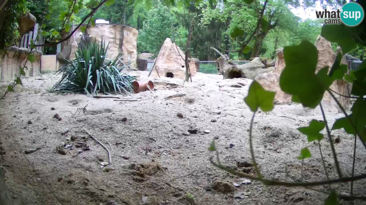 Zoo Ljubljana – Live webcam Meerkat (Suricata)