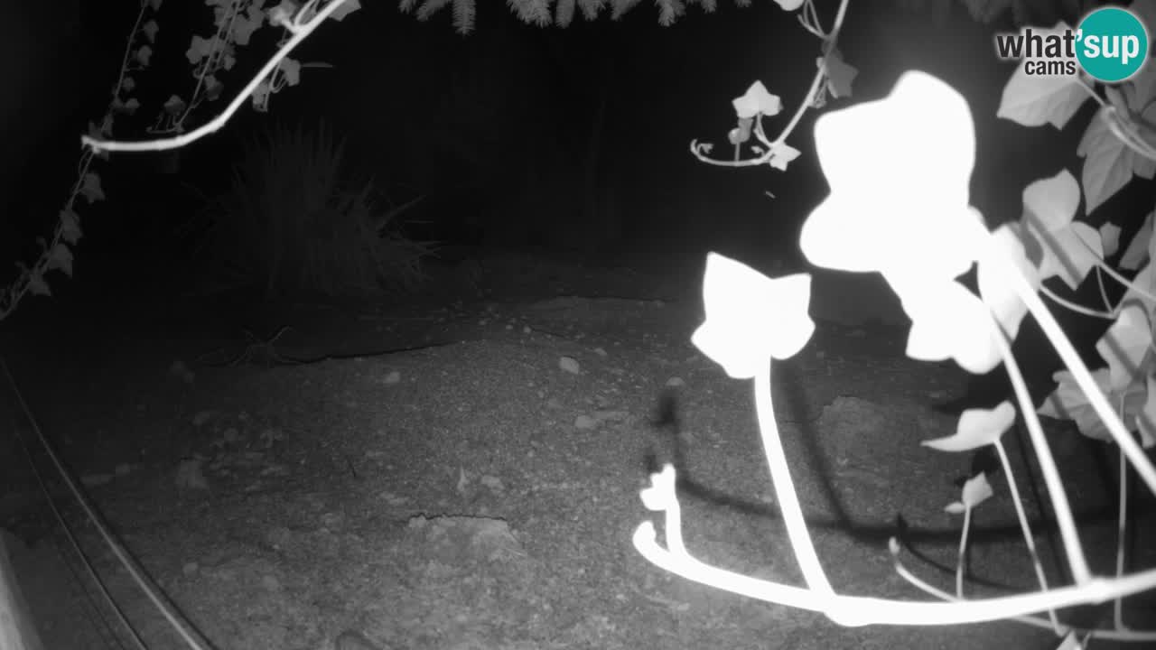 Webcam Zoo Ljubljana – Suricate